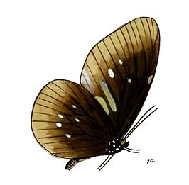 Euploea scherzeri