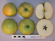 Поперечный разрез Honeygold (MM106), Национальная коллекция фруктов (согласно 1976-002) .jpg