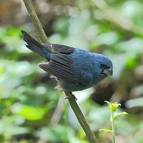 Cyanoloxia glaucocaerulea em Iporanga, Estado de São Paulo, Brasil