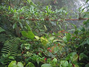Džiunglės Panamos pusėje