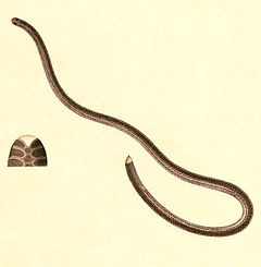 Description de l'image Epictia tenella 1847 - cropping.jpg.