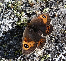 Erebia rondoui