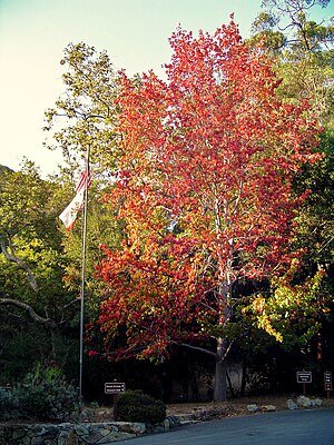 English: Fall foliage in Southern California