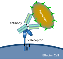 Fc receptor schematic.svg