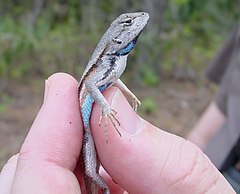 Description de l'image Florida Scrub Lizard, Enchanted Forest, 3-14-05 (4750231533).jpg.