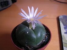 A flowering peyote cactus Flowering peyote cactus.jpg