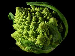 Фрактальная форма подвида цветной капусты (Brassica cauliflora)
