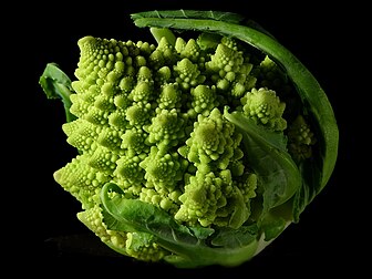 Un légume fractal, le chou romanesco (Brassica oleracea var. botrytis). (définition réelle 1 024 × 768*)