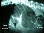 Röntgenbild eines Hundes mit Magendrehung