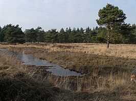 Galderse Heide