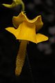 Genlisea aurea (flor)