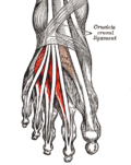 Miniatura per Múscul extensor curt dels dits del peu