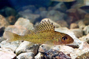 Spotted gar (Lepisosteus oculatus)