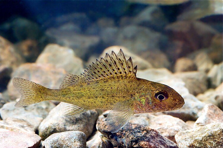 Обыкновенный ёрш (Gymnocephalus cernuus) в реке Пярну