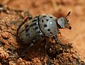 Miniatura para Gymnopleurus miliaris