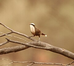 Przedstawiciel rodziny – stadniak skromny (Pomatostomus halli)