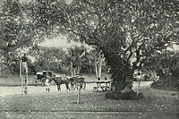 The Hanging Gardens at Malabar Hill (ca. 1905).