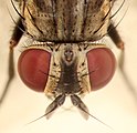 House fly eyes