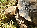 Sarkantyús teknős (Centrochelys sulcata)