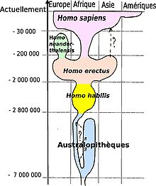 Homo Sapien dans PEUPLES ANCIENS 220px-Human_evolution