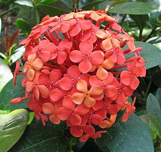 Ixora coccinea