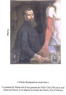 Худ. Джованні да Калькар. «Андреас Везалій за дослідженням м'язів руки»