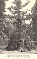 spálený Körnerův dub ~1900