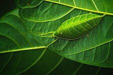 This mimicking insect protects itself by covering as a leaf. Photographed in Misamis Oriental. Photograph: Kirkamon A. Cabello (CC BY-SA 4.0)