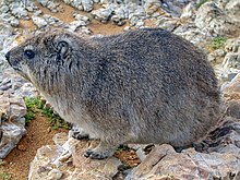 Klippschliefer Suedafrika Hermanus.jpg