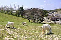 観光牧場 （2019年4月）