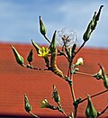 Miniatura per Lactuca serriola