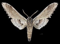 Male Langia zenzeroides formosana, underside