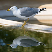 Lesser black-backed gull