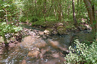 Erster Abzweig im Auwald