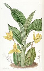 Miniatura para Lycaste aromatica