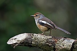 Madagascar magpie-robin (Copsychus albospecularis pica) female