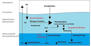 Marine Nitrogen Cycle.jpg