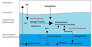 Marine nitrogen cycle