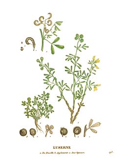 Medicago species 2 - La flore et la pomone françaises (clean).jpg