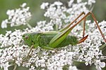 Bicolorana bicolor