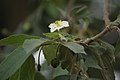 Muntingia calabura flower