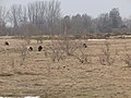 Försterhofer Heide Nature Reserve