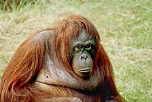 Bornean orangutan Orangutan-bornean.jpg