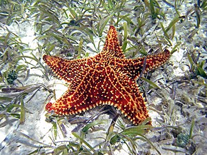 Oreaster reticulatus