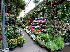 Cvetlični trg
