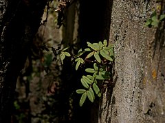 Description de l'image Pellaea atropurpurea concrete.jpg.