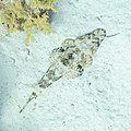 Crocodile fish at 20m Ras Muhammad, Red Sea