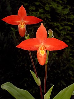 Description de l'image Phragmipedium besseae Orchi 008.jpg.