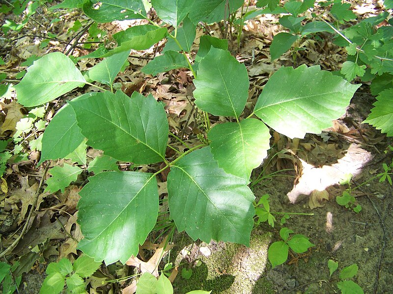 Poison Ivy in Perrot State Park