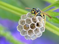 Seekor ratu tawon kertas (Polistes gallicus) muda menjaga sarang dan telurnya